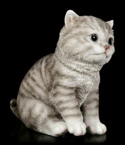 Baby Katzen Figur - Amerikanisch Kurzhaar Sitzend