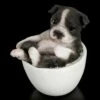 Hunde Figur Mini - Boston Terrier Welpe Tasse