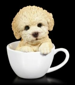Hund In Tasse - Pudel Welpe