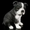 Hunde Welpen Figur - Boston Terrier